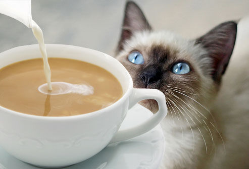 coffee_cat_9
